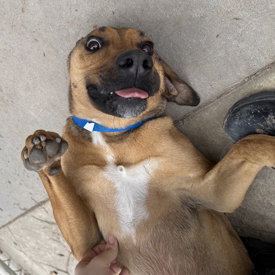 Dog lies on their back with tongue sticking out