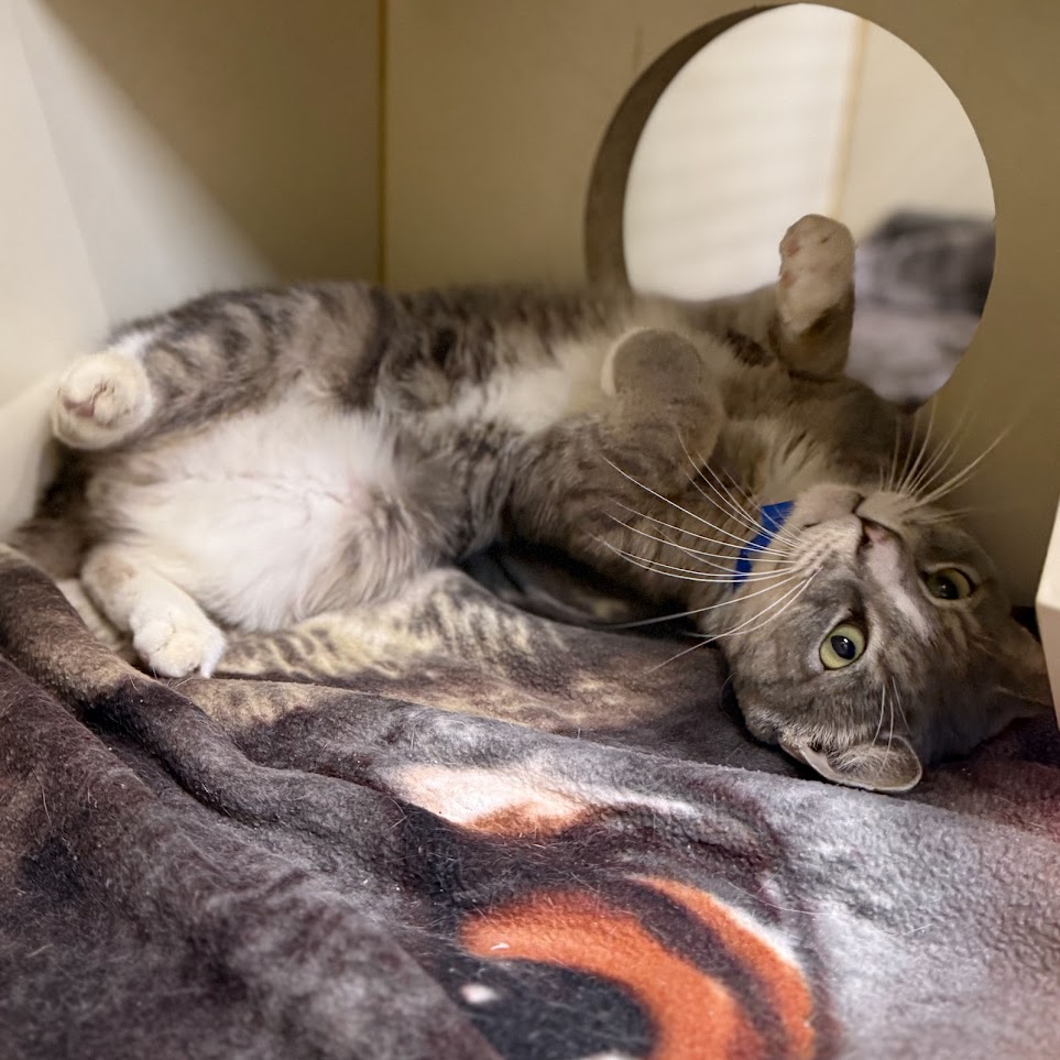 Grey tabby kitten poses on their back